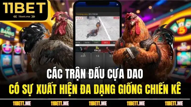 Các trận đấu cựa dao có sự xuất hiện đa dạng giống chiến kê