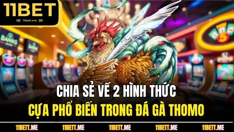 Chia sẻ về 2 hình thức cựa phổ biến trong đá gà Thomo