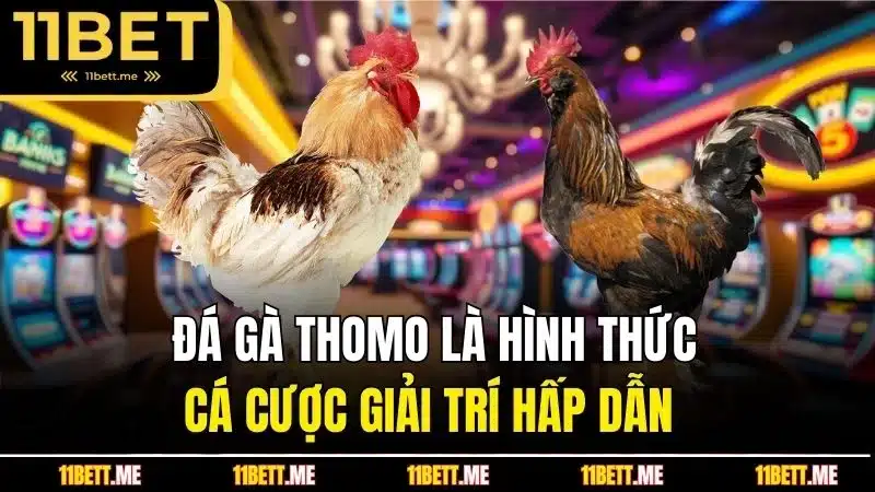 Đá gà Thomo là hình thức cá cược giải trí hấp dẫn