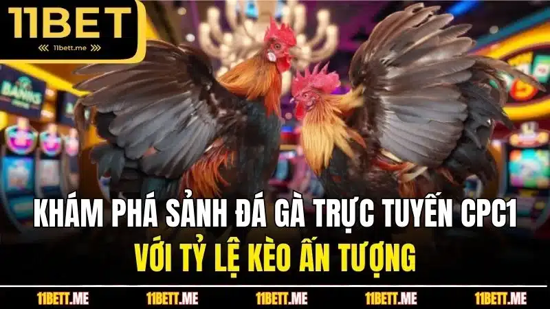Khám phá sảnh đá gà trực tuyến CPC1 với tỷ lệ kèo ấn tượng
