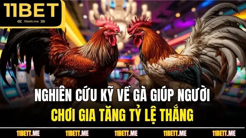 Nghiên cứu kỹ về gà giúp người chơi gia tăng tỷ lệ thắng