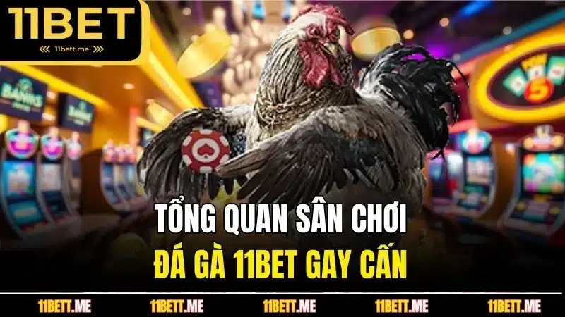 Tổng quan sân chơi đá gà 11BET gay cấn