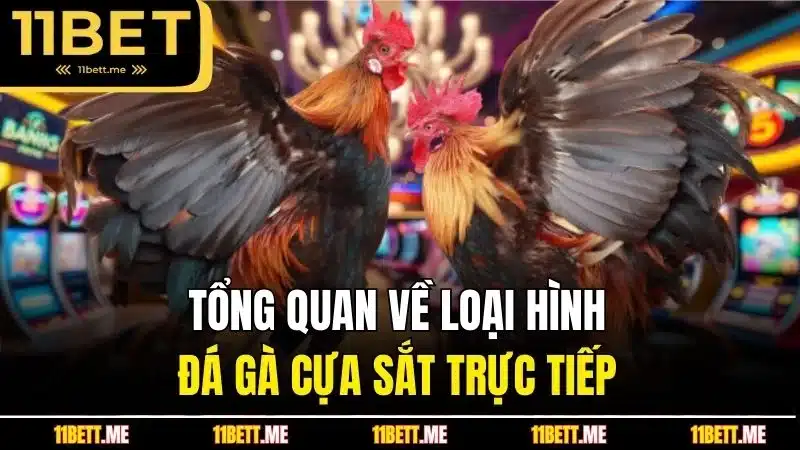 Tổng quan về loại hình đá gà cựa sắt trực tiếp